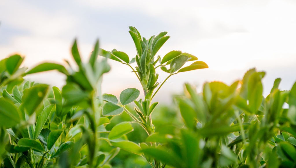 Manejo de suelos y fertilización, claves para poner a la alfalfa en acción