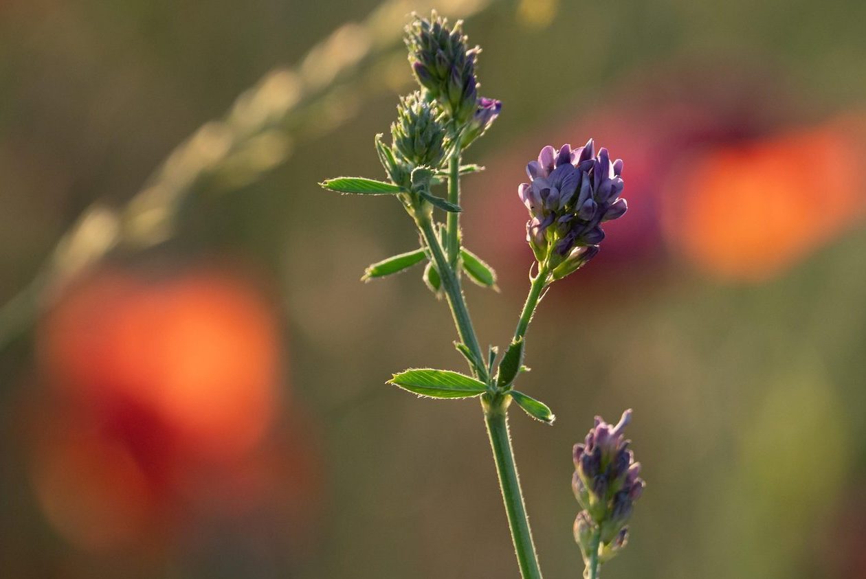 alfalfa, flower background, flowers, flower wallpaper, plant, lucerne, purple flowers, beautiful flowers, petals, bloom, leaves, nature, closeup