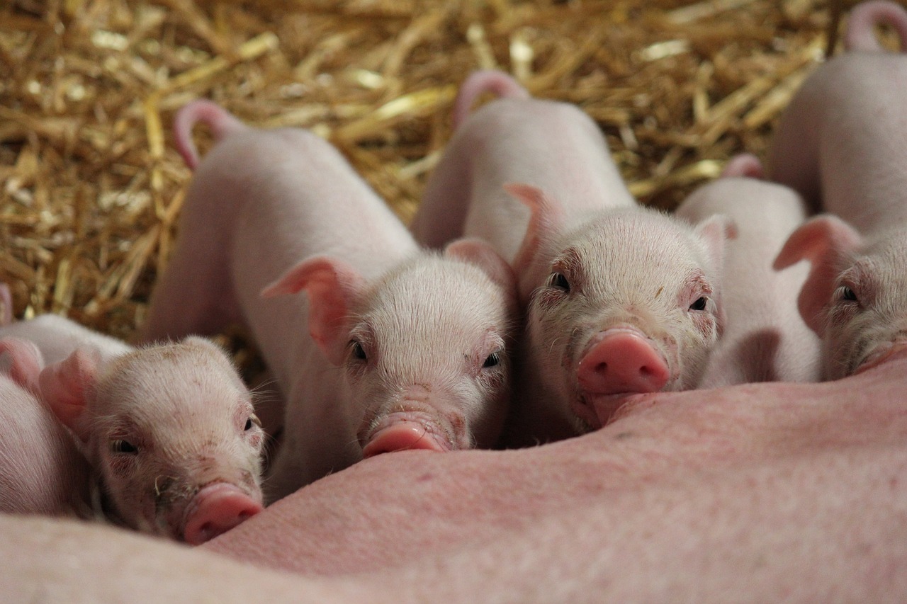 piglets, pigs, farm, nature, mammal, animals