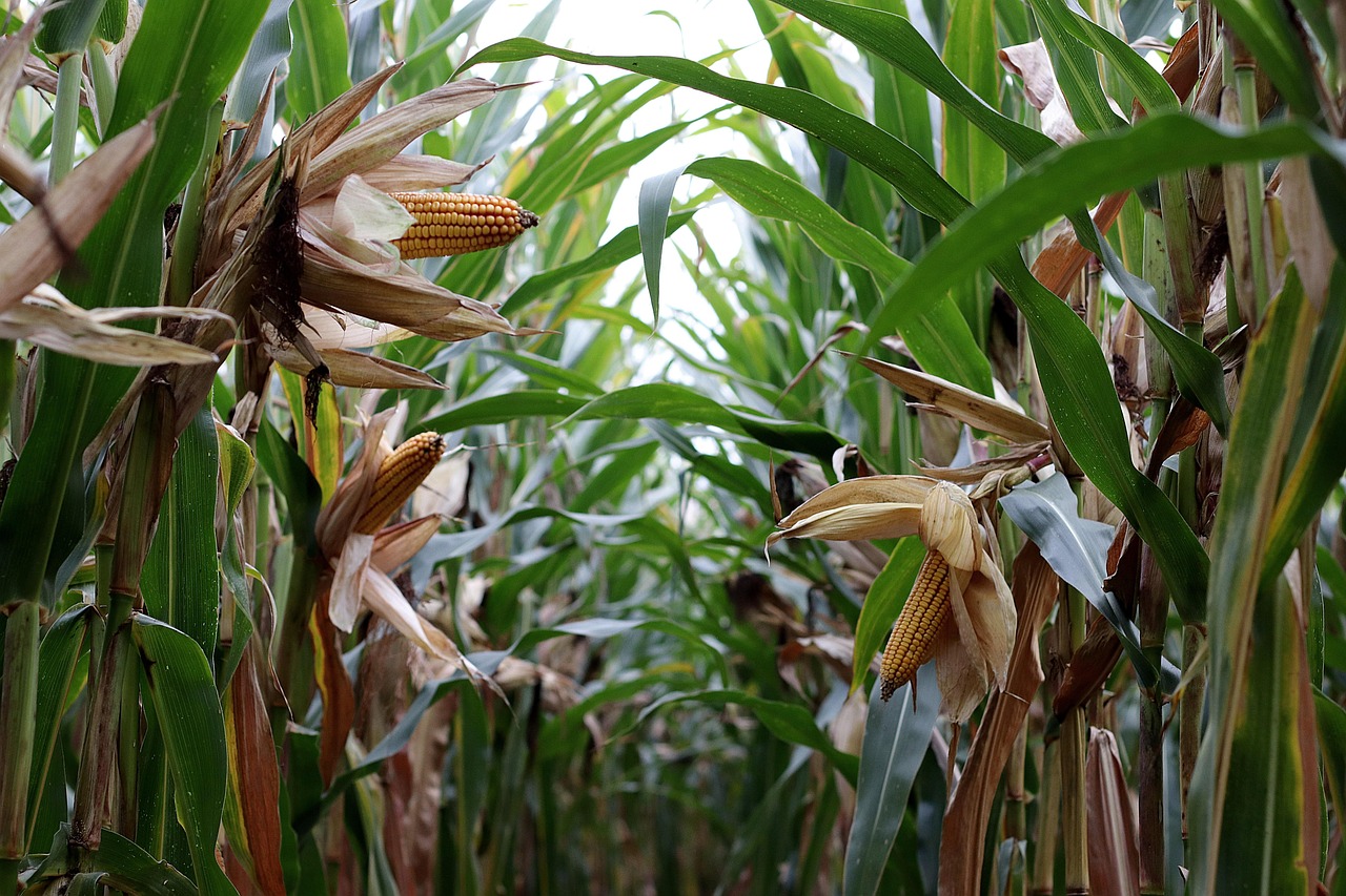 corn on the cob, cornfield, agriculture, corn harvest, forage corn, corn plants, corn, agricultural economics, field work, corn, corn, corn, corn, corn