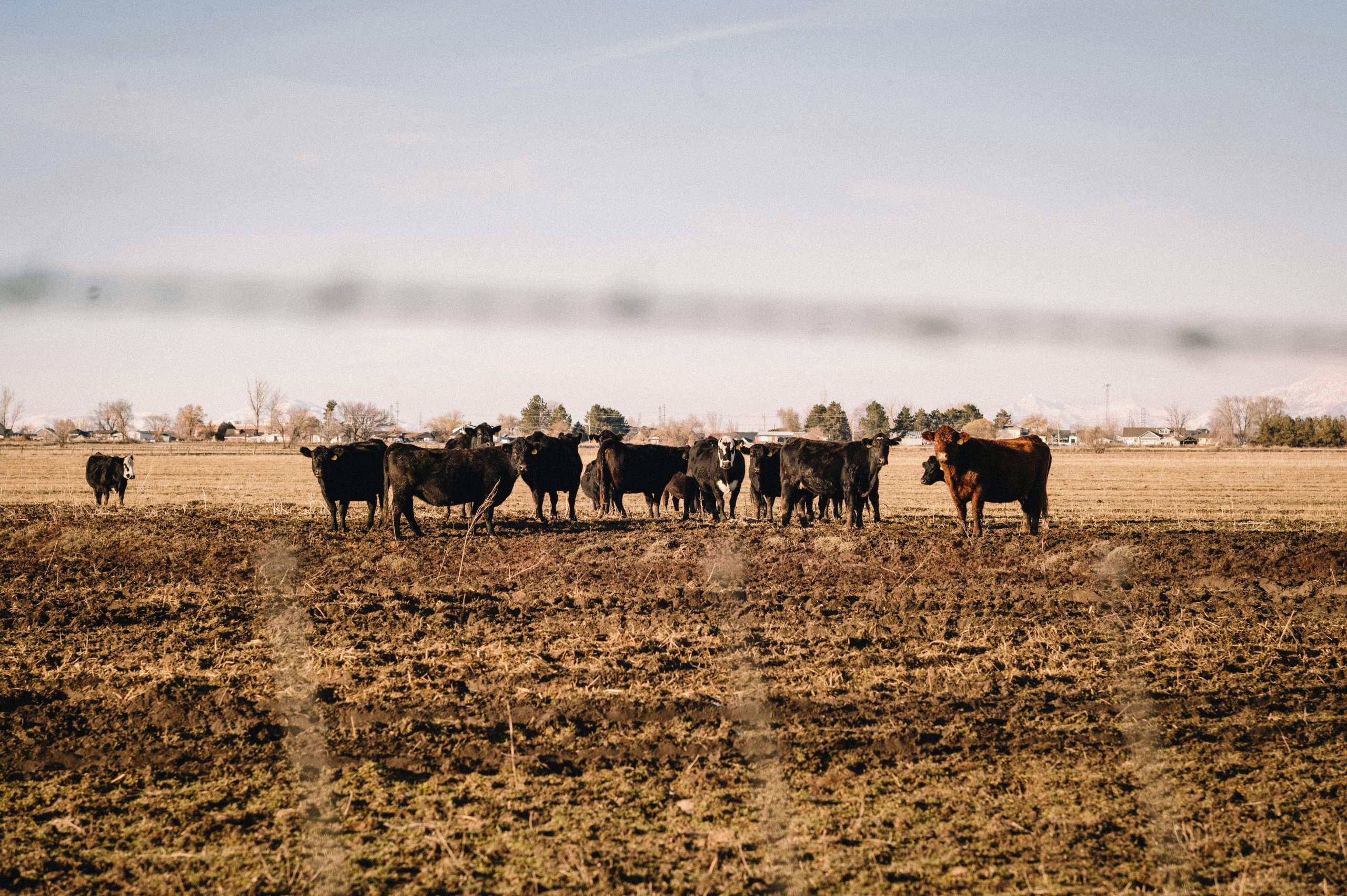 A group of cattle grazing in a vast open field surrounded by a clear blue sky.