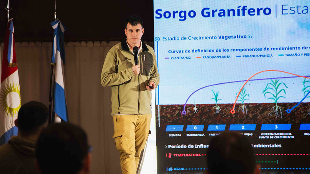 Entre maíz y sorgo, el manejo y la nutrición son las llaves de una campaña positiva
